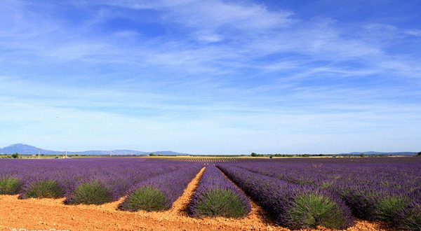 谷里薰衣草庄园