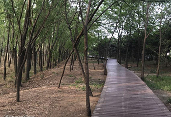观景木栈道第 3 张图片