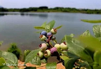 牧童蓝莓采摘园第 2 张图片