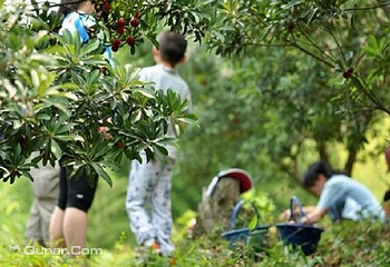 东钱湖绿野谷农场杨梅采摘第 3 张图片