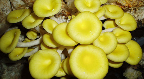 红不让食用菌展览馆