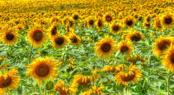 枫叶小镇向日葵花田会