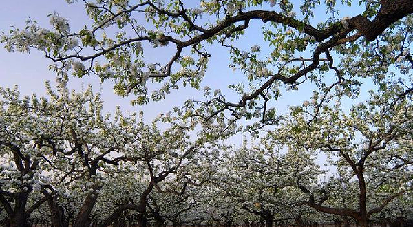 琉璃河万亩梨园