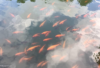鸳鸯溪第 4 张图片