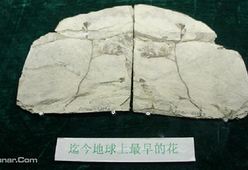 中国地质博物馆本溪馆第 3 张图片