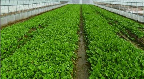 一号农场蓝莓音乐节