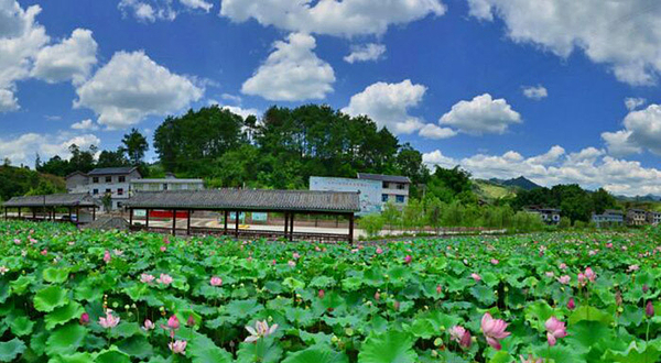 茨竹十里荷花走廊