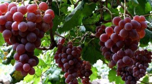 通州区安龙庄园采摘园