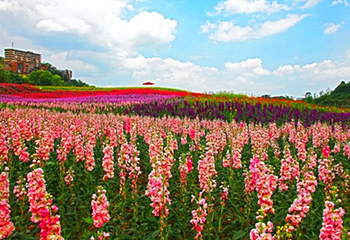清溪谷旅游区-花田酒地景区第 40 张图片