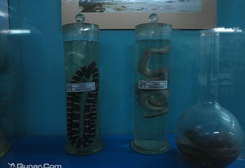 莽山自然博物馆第 4 张图片
