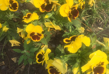 花田草海薰衣草庄园第 6 张图片