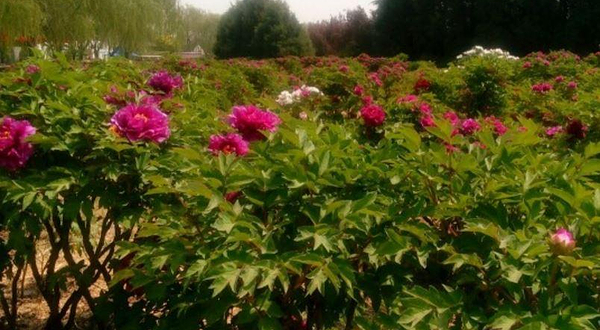 北京怀柔桥梓牡丹园