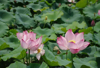 花博园第 1 张图片