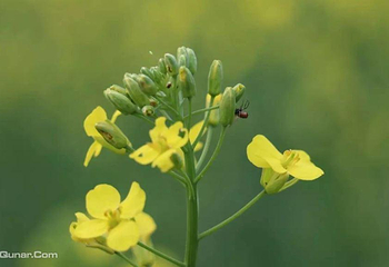 肚带河油菜花海第 2 张图片