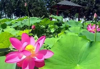 正定大鸣荷韵荷花节第 3 张图片