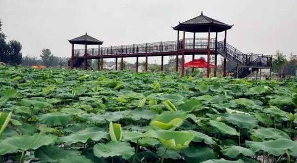 正定大鸣荷韵荷花节