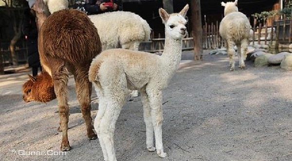 精彩上海亲子联票