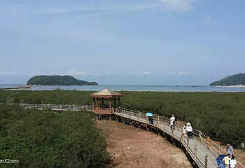 海陵岛红树林国家湿地公园第 10 张图片