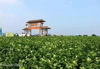 中华茉莉园第 4 张图片