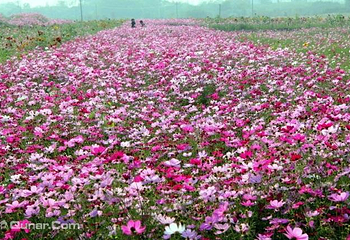 伏热花海庄园第 9 张图片