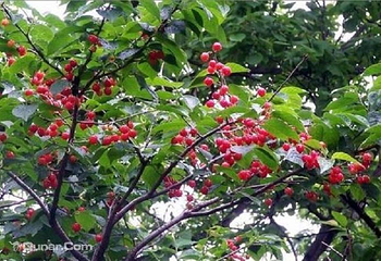 九花沟生态园第 2 张图片