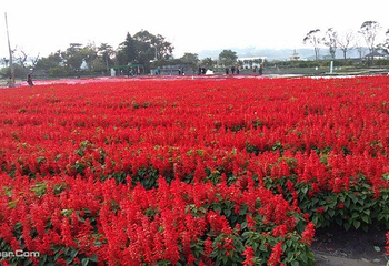 中社觀光花市第 2 张图片