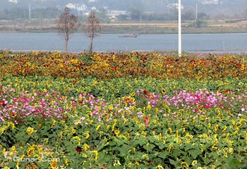 伏热花海庄园第 2 张图片