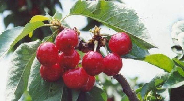 大连乐农樱桃草莓采摘园