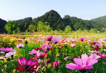 花坝旅游度假区第 8 张图片
