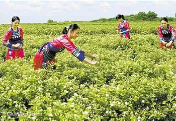 中华茉莉园第 2 张图片
