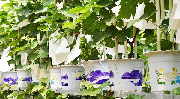 杨庄葡萄盆景采摘试验基地