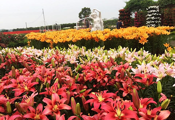 中社觀光花市第 3 张图片