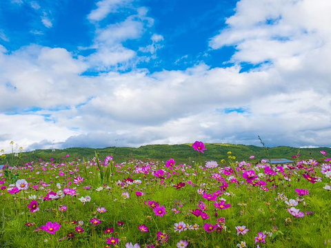 香格里拉雪域格桑花海