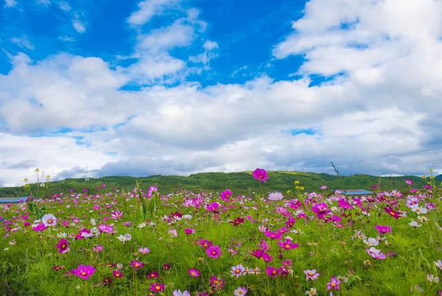 香格里拉雪域格桑花海