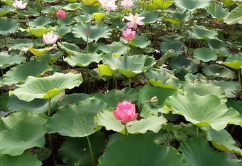 白洋淀梦里水乡第 8 张图片