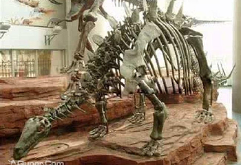 古生物硅化园第 1 张图片