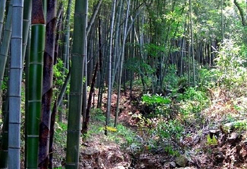 草坝子第 3 张图片