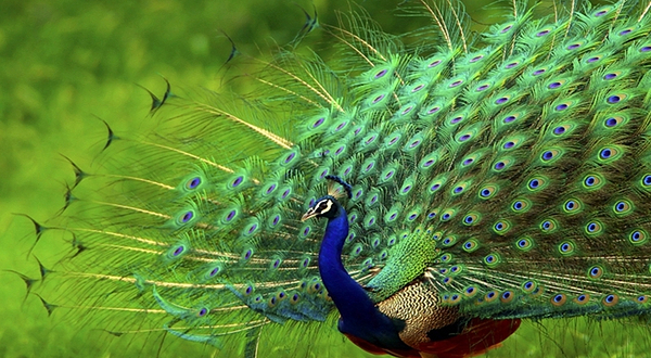 温州长脖鹿农业博览园