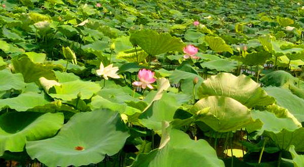 峨眉山圣地莲花生态谷