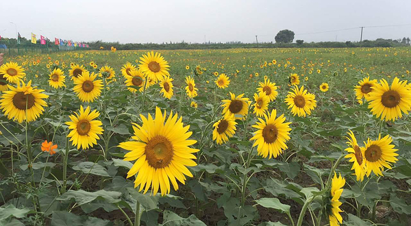 翠洲芳谷亲子文化园