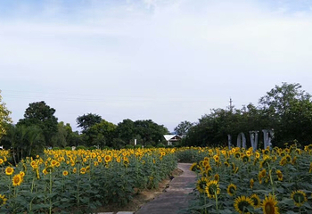 花都香草世界第 21 张图片