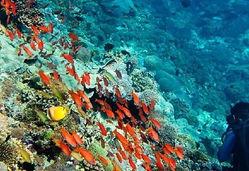 巴厘岛浮潜第 1 张图片