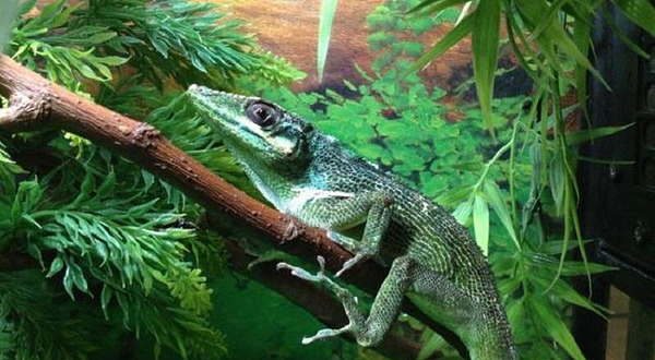 元泰迪熊孩子萌宠乐园