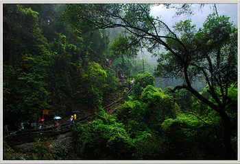 鼎湖山第 33 张图片