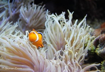 凯利达顿南极水族馆第 2 张图片