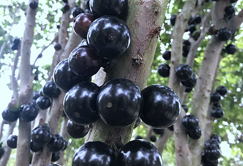迪茵湖第 19 张图片