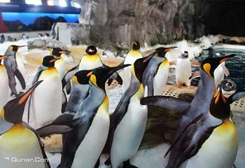 凯利达顿南极水族馆第 1 张图片
