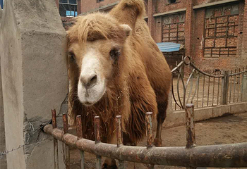 天鹅湖生态园第 5 张图片