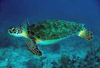 绵阳海底世界第 2 张图片