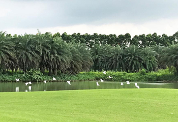 迪茵湖第 12 张图片